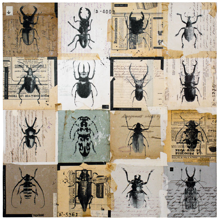 Les-scarabees